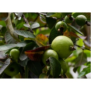 Guava